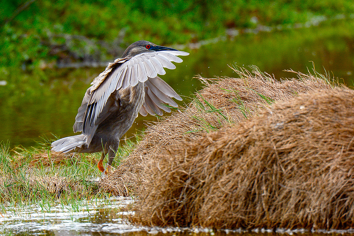 Black Crowned Night Heron 