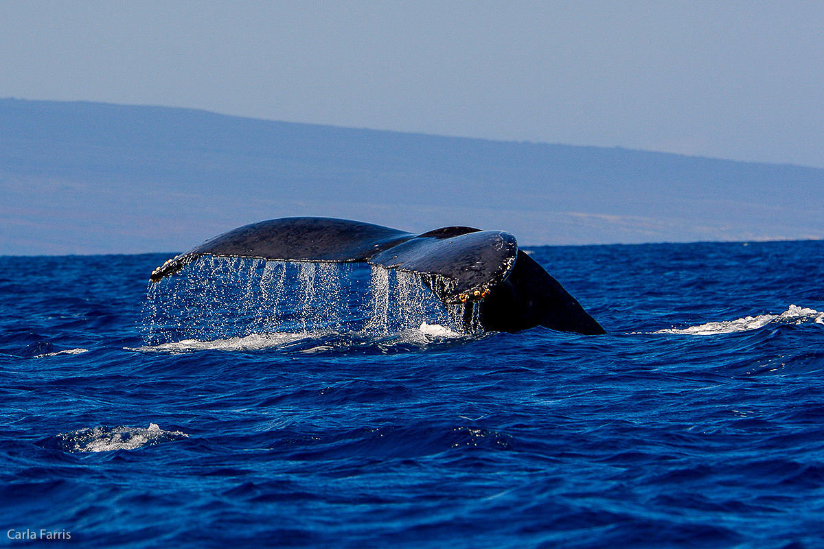 Humpback Whales