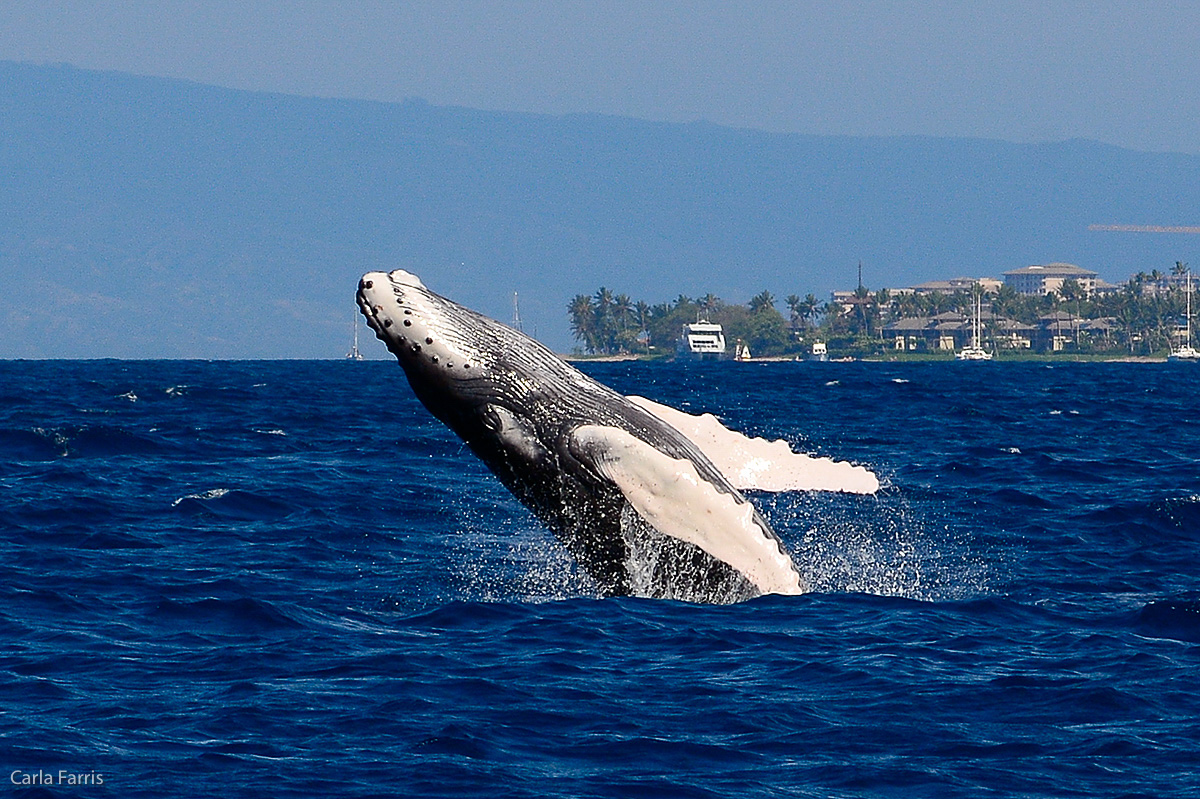 Humpback Whales