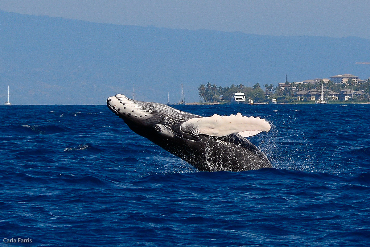 Humpback Whales