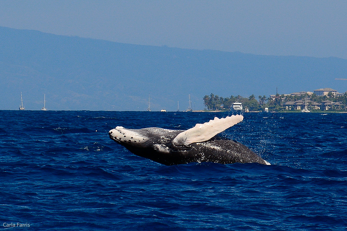 Humpback Whales