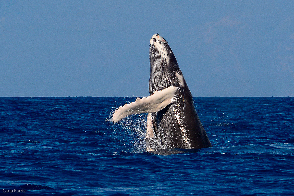 Humpback Whales