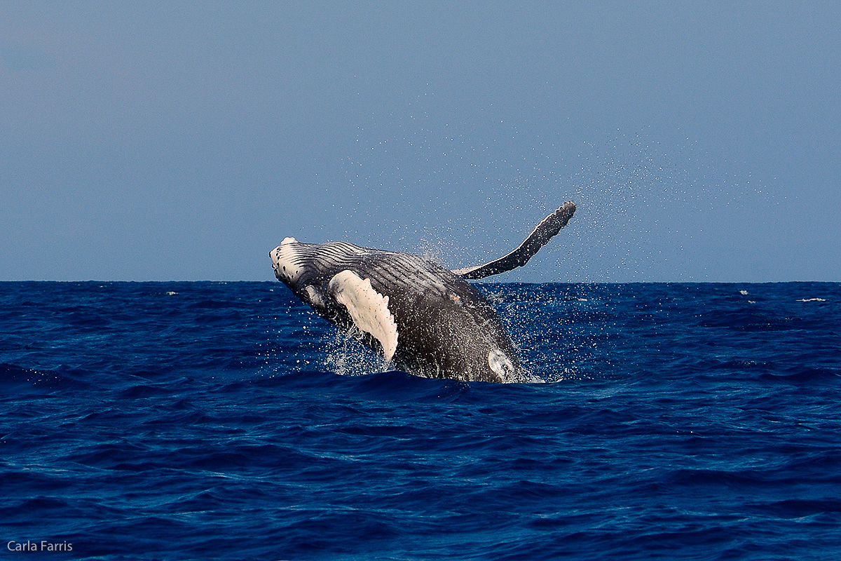 Humpback Whales