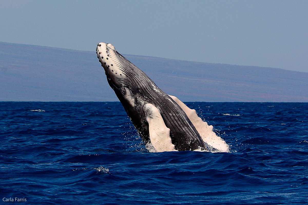 Humpback Whales