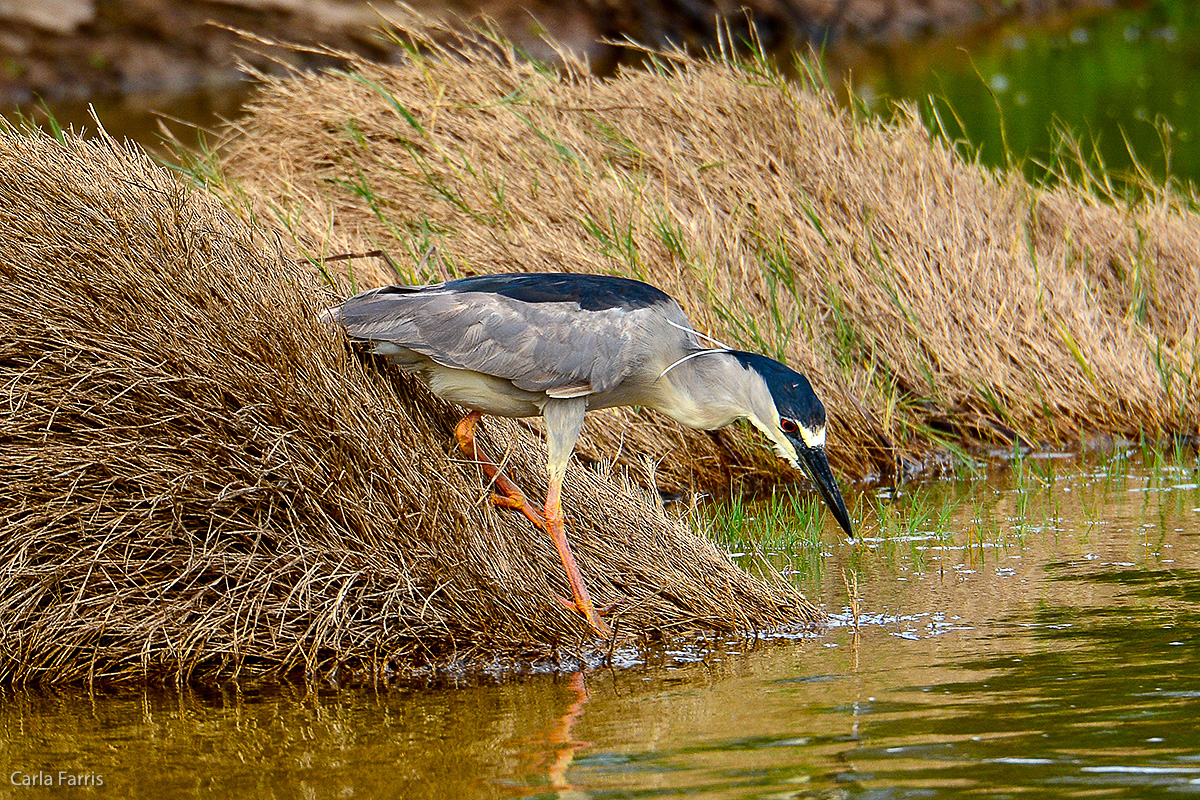 Black Crowned Night Heron 