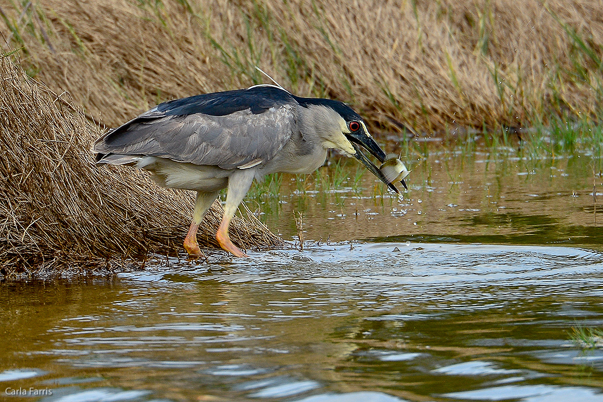 Black Crowned Night Heron 