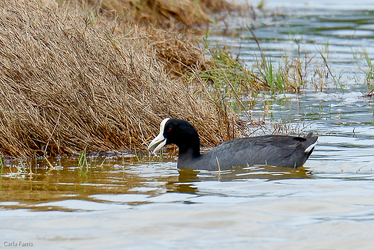 Hawaiian Coot