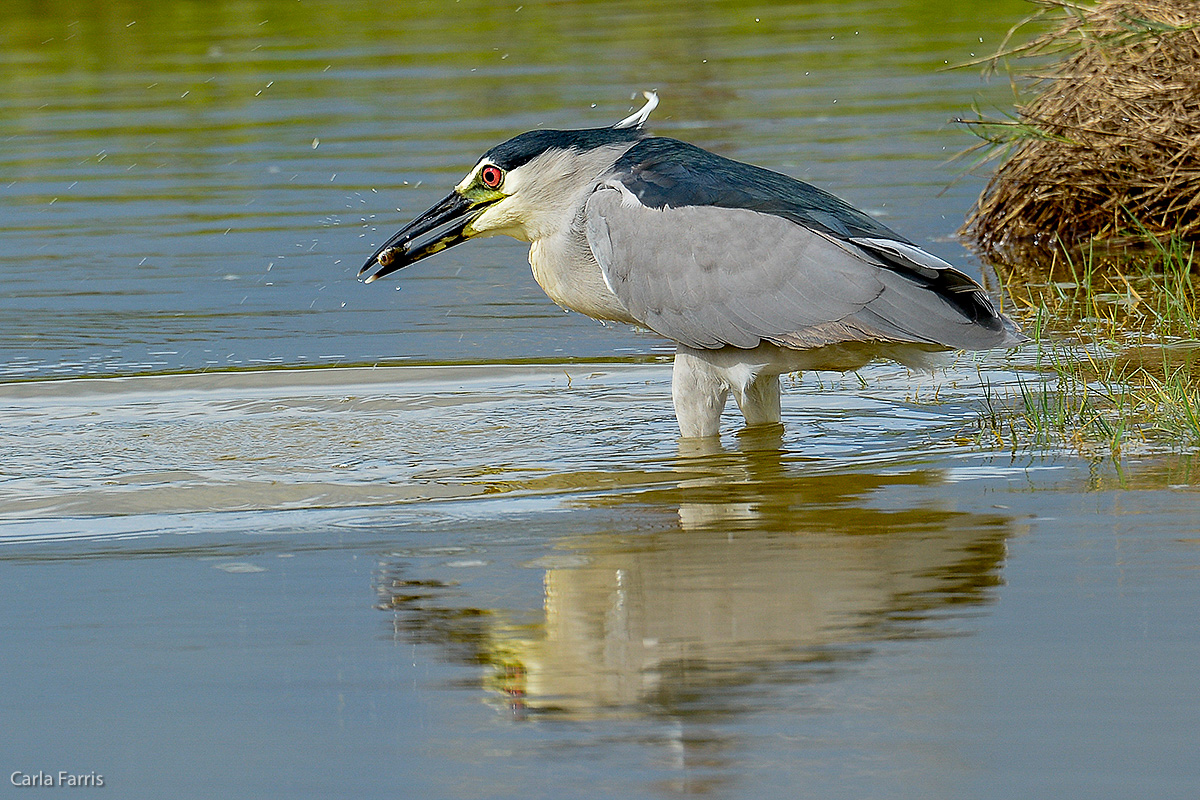 Black Crowned Night Heron 