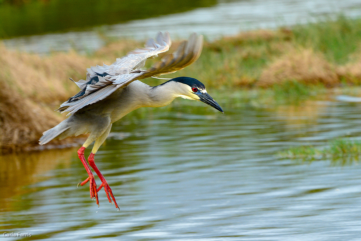 Black Crowned Night Heron 