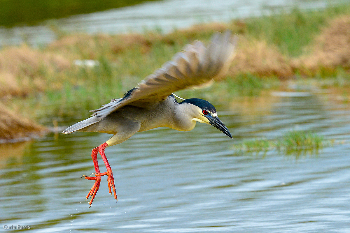 Black Crowned Night Heron 