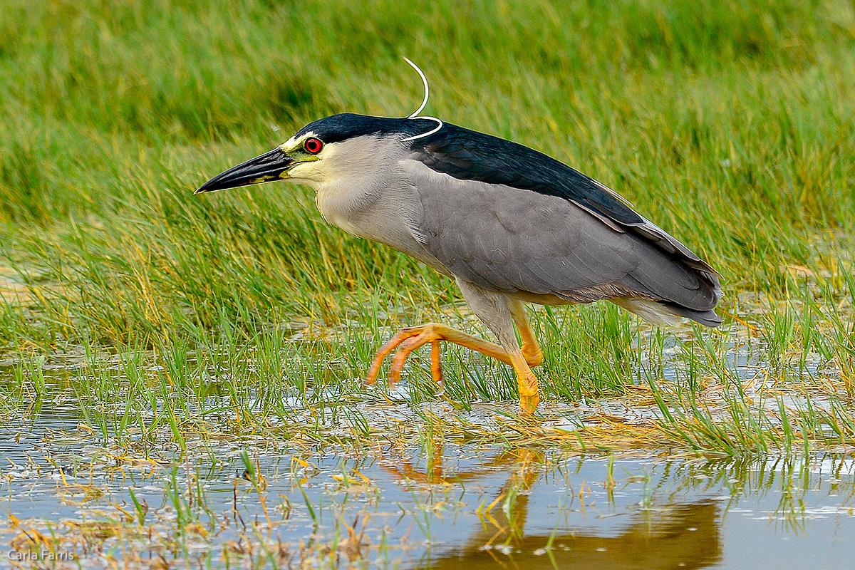 Black Crowned Night Heron 