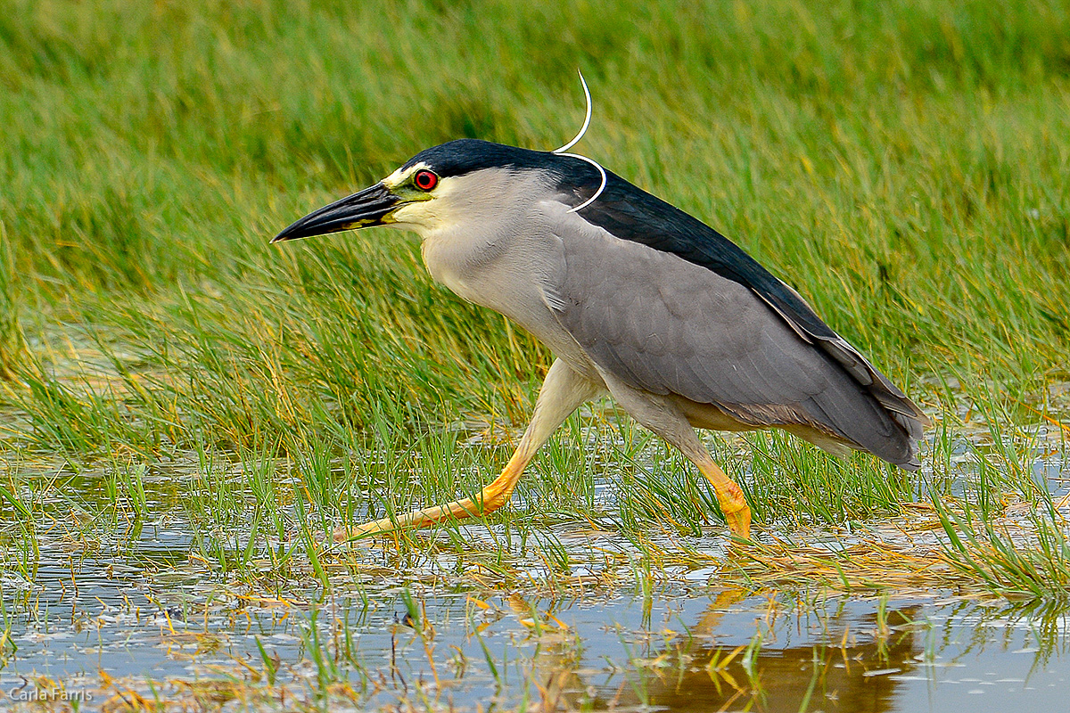 Black Crowned Night Heron 