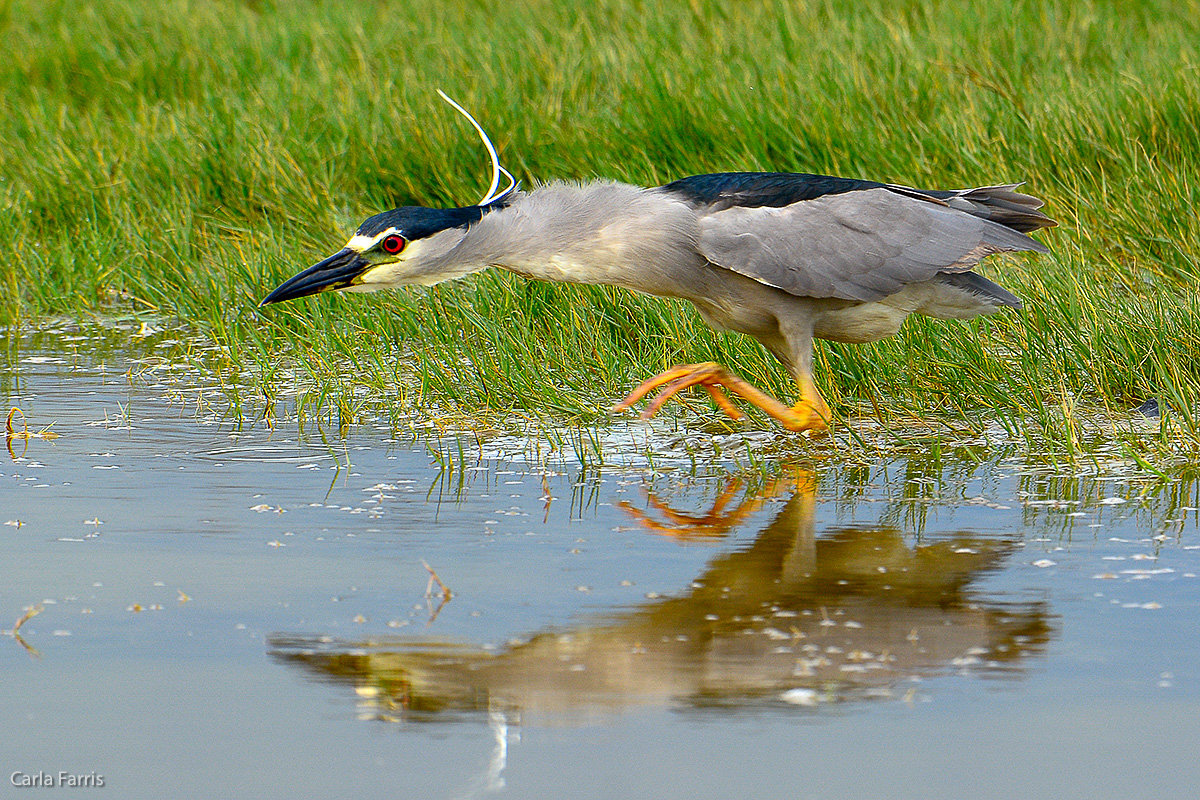 Black Crowned Night Heron 