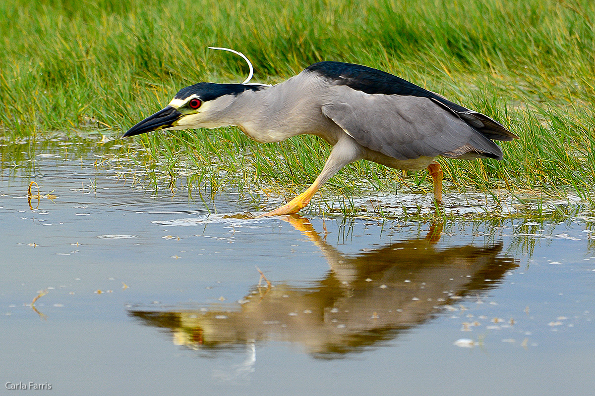 Black Crowned Night Heron 