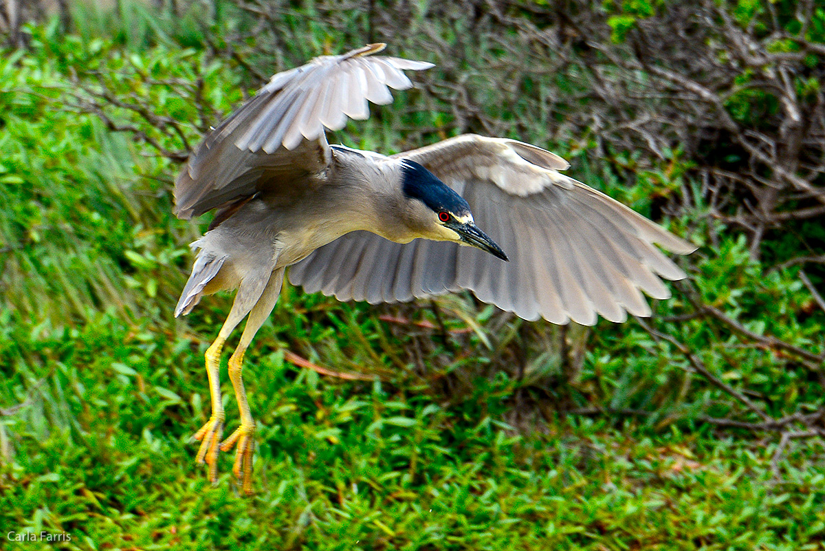 Black Crowned Night Heron 