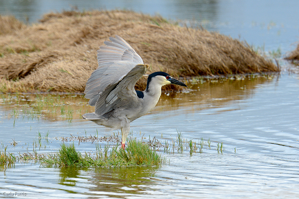 Black Crowned Night Heron 