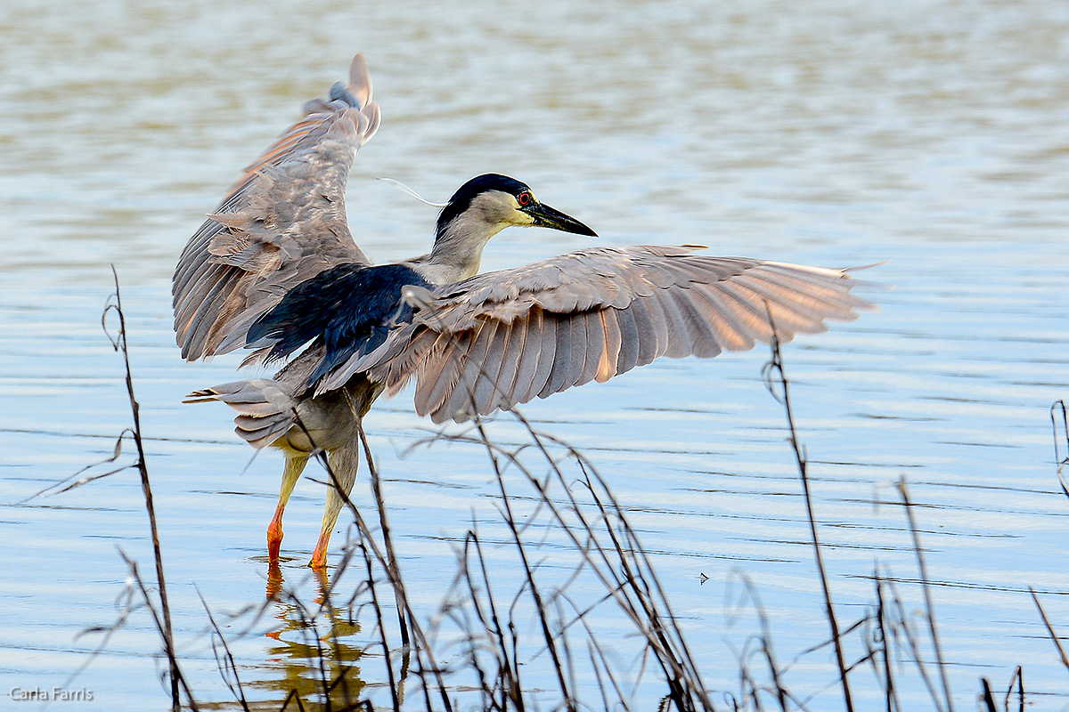 Black Crowned Night Heron 