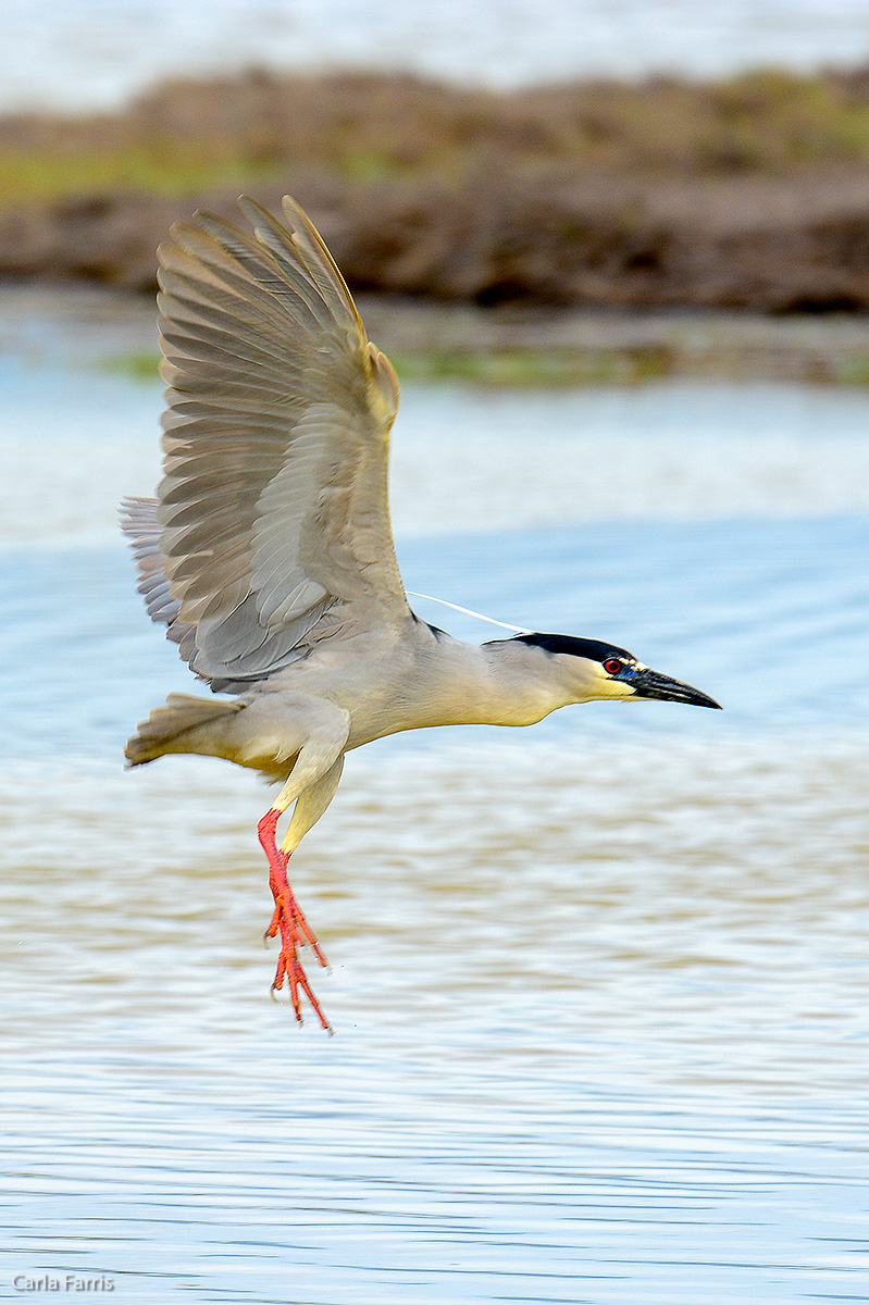 Black Crowned Night Heron 