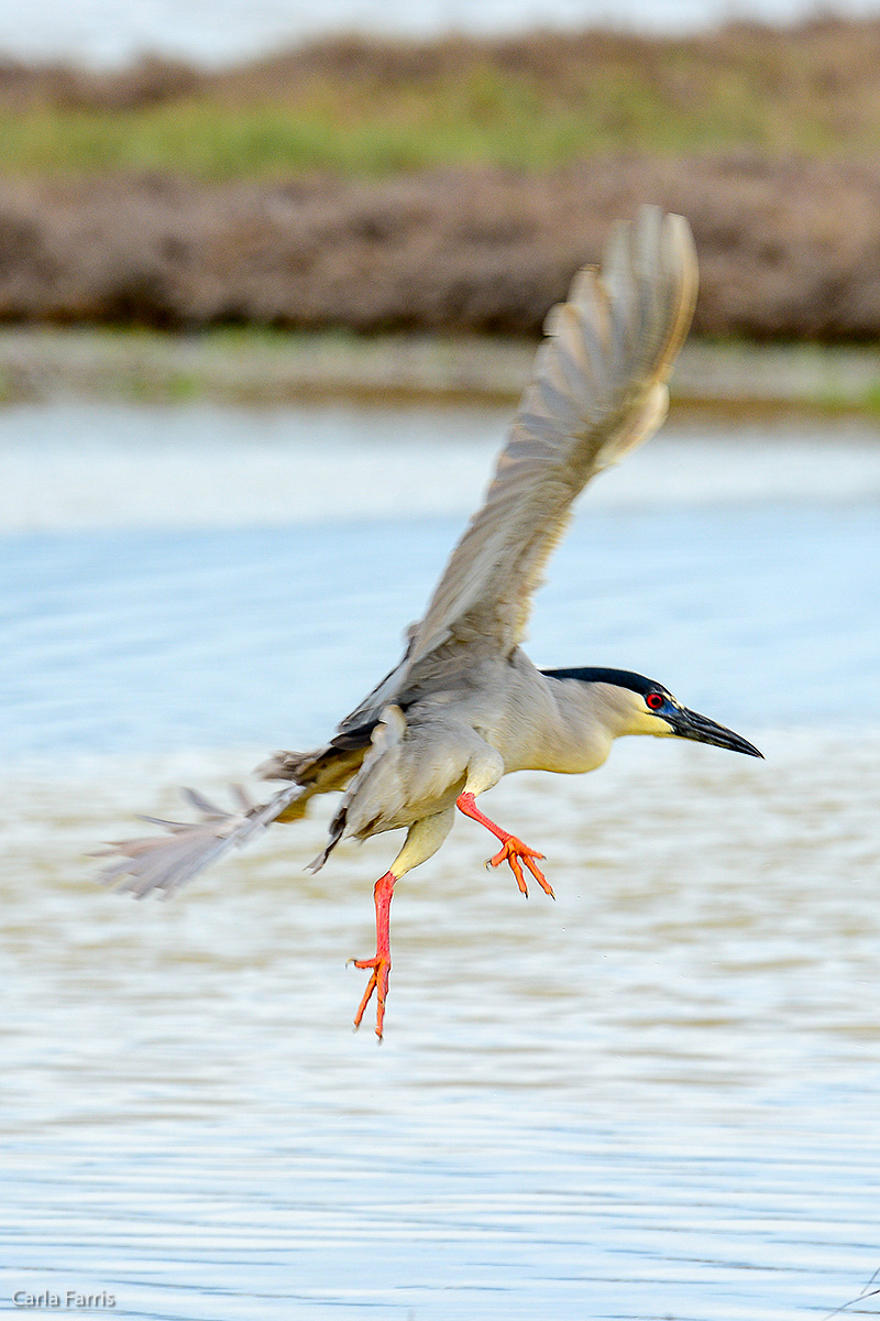 Black Crowned Night Heron 