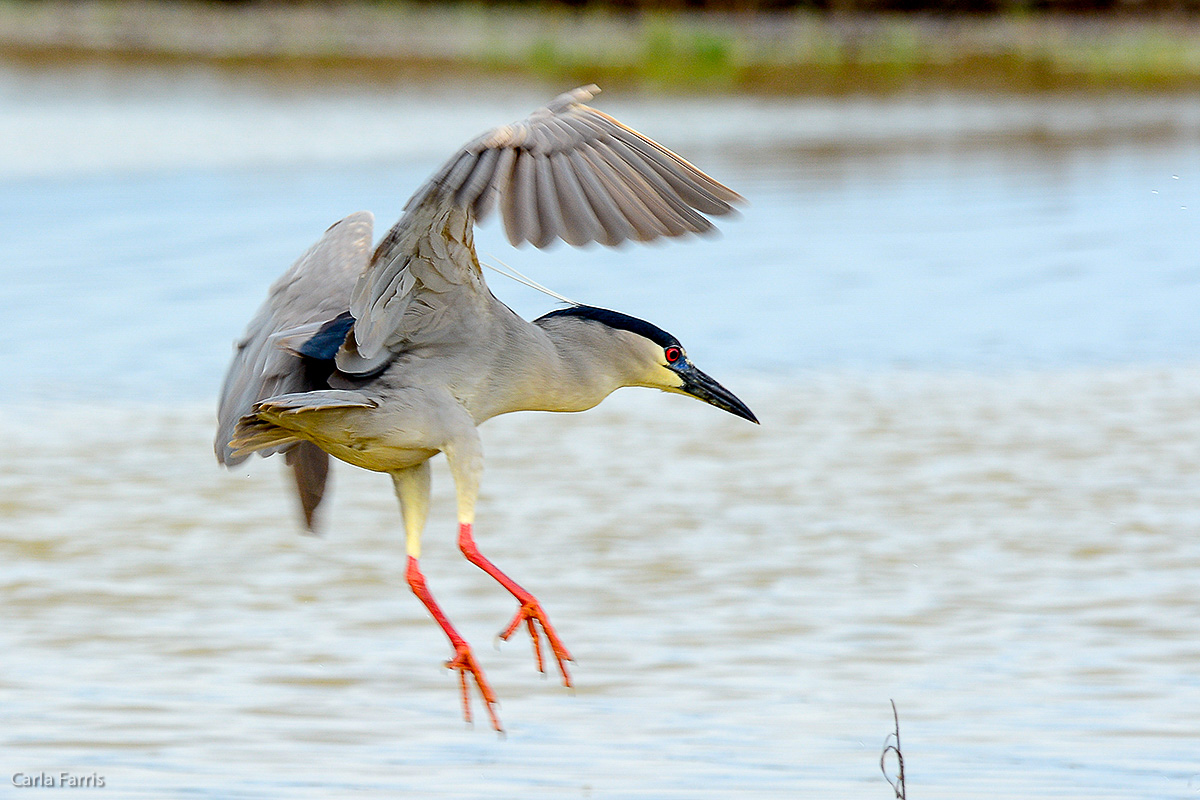 Black Crowned Night Heron 