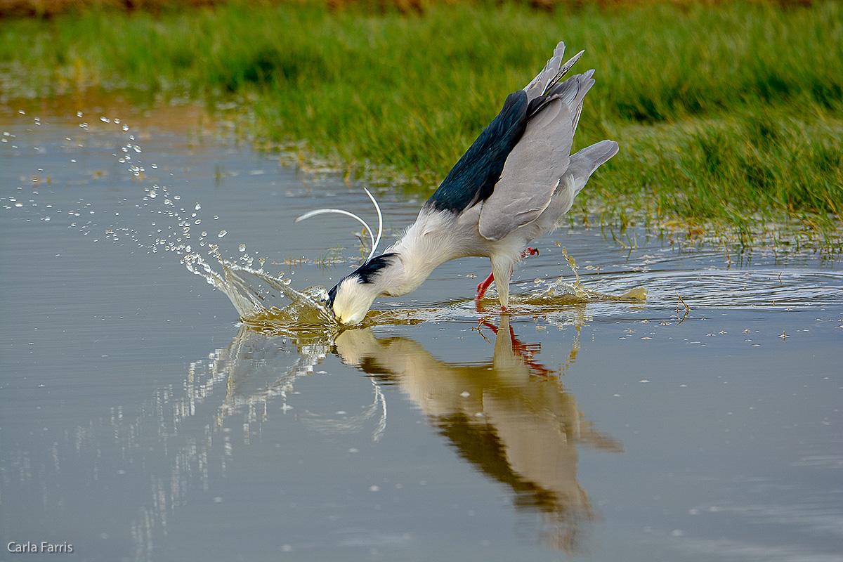 Black Crowned Night Heron 