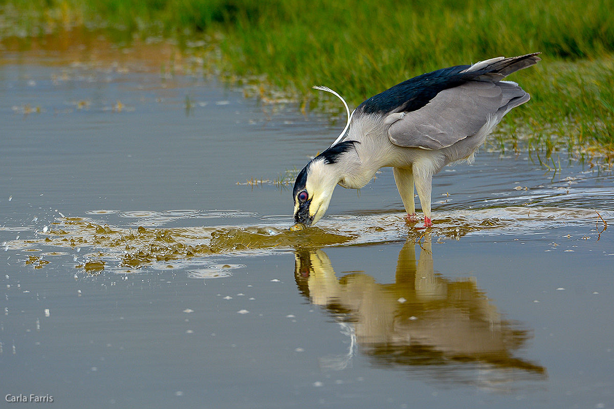 Black Crowned Night Heron 