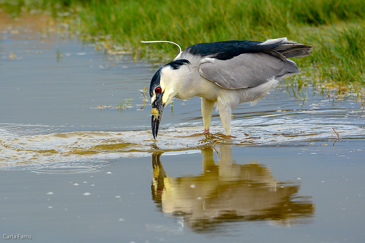 Black Crowned Night Heron 