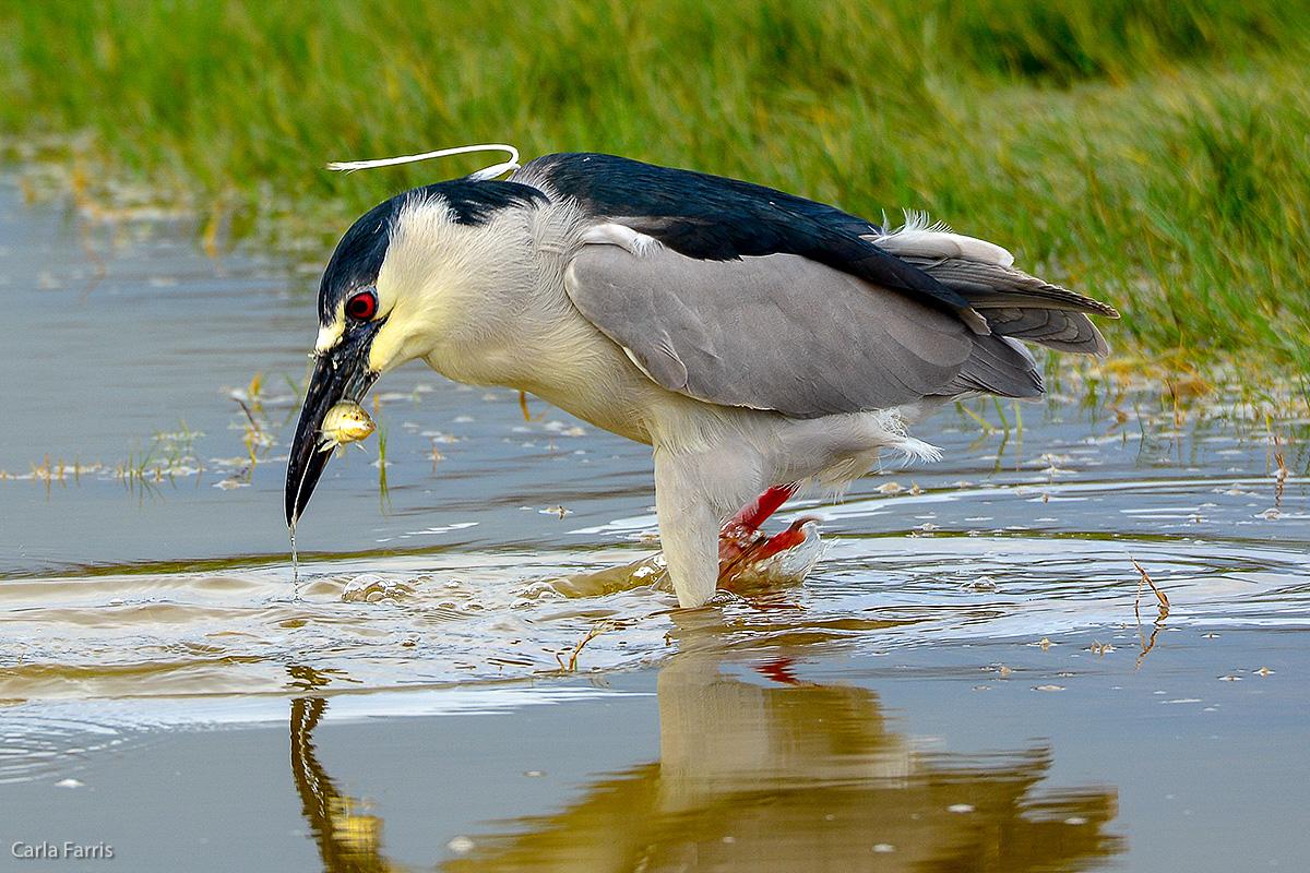 Black Crowned Night Heron 