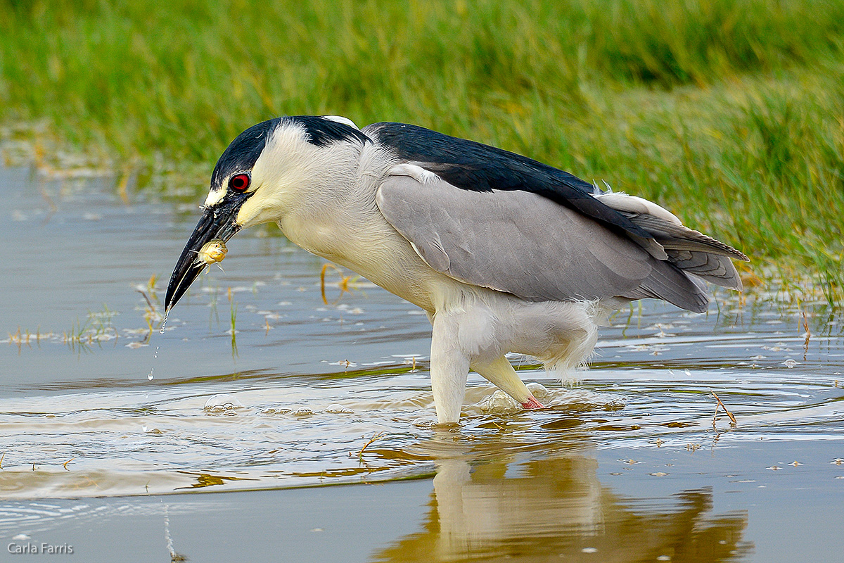 Black Crowned Night Heron 