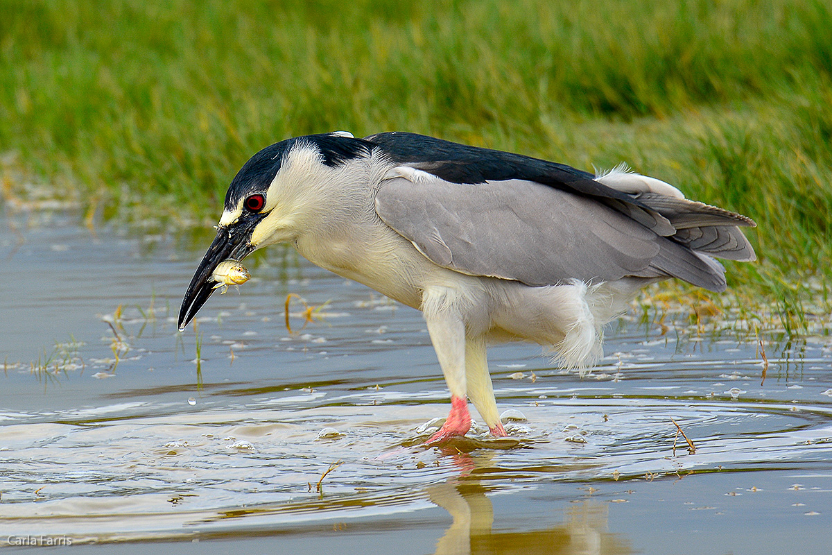 Black Crowned Night Heron 