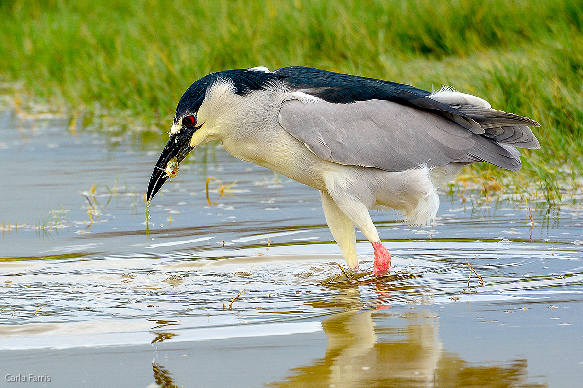 Black Crowned Night Heron 