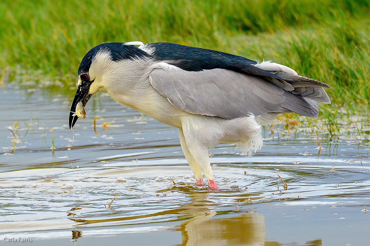 Black Crowned Night Heron 