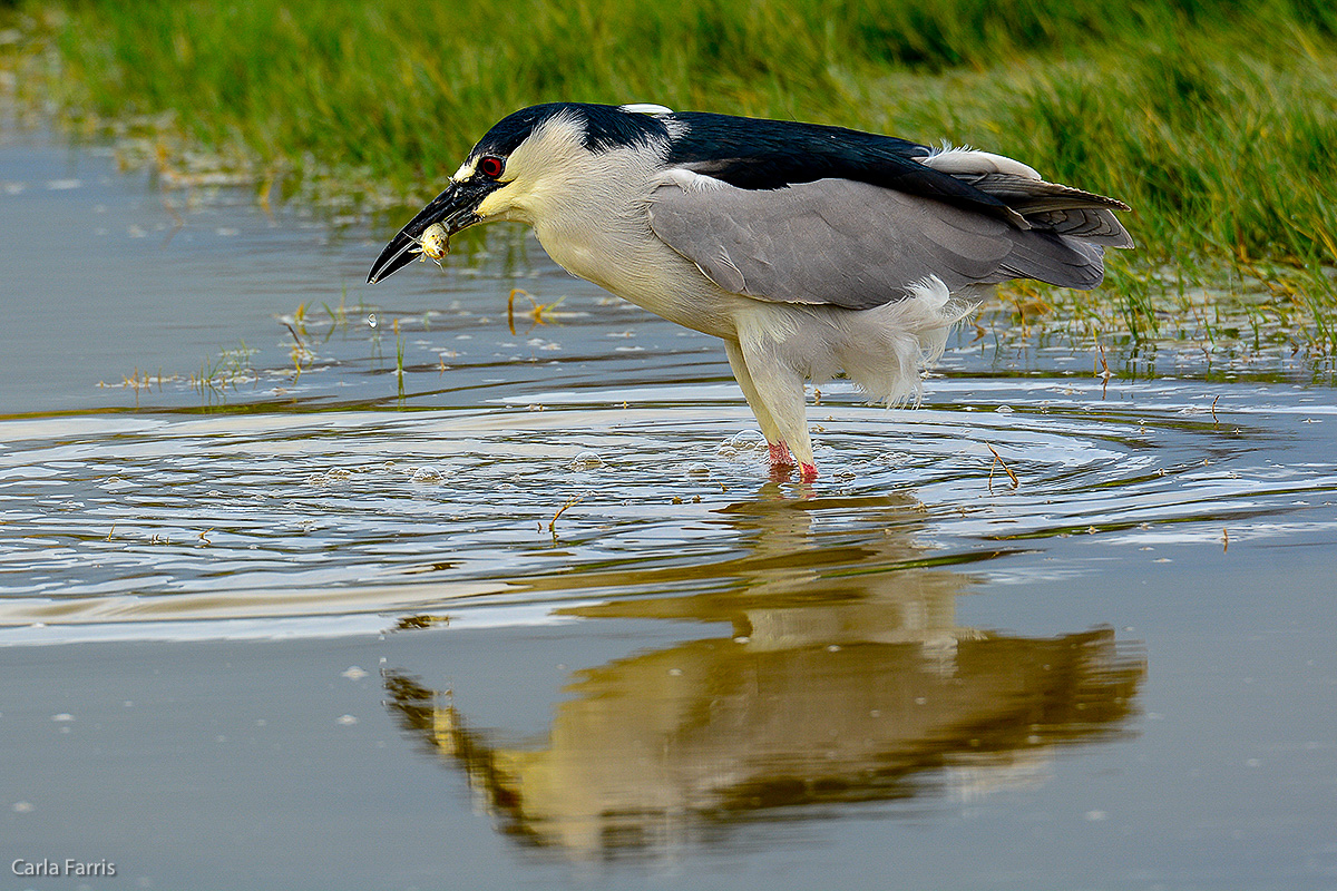 Black Crowned Night Heron 