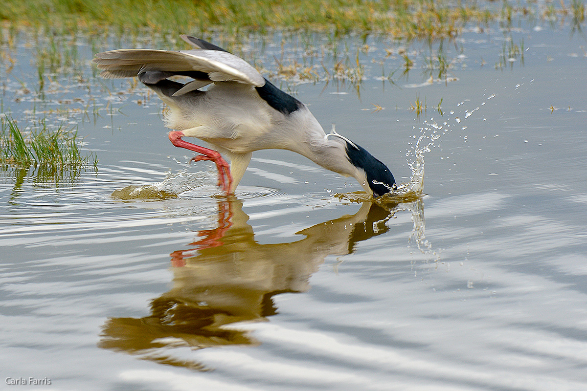 Black Crowned Night Heron 