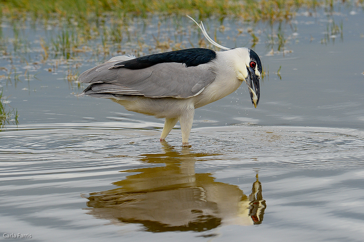 Black Crowned Night Heron 