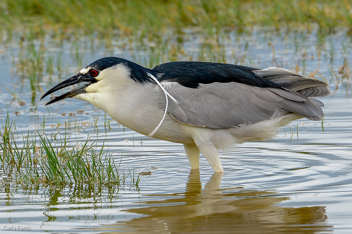 Black Crowned Night Heron 