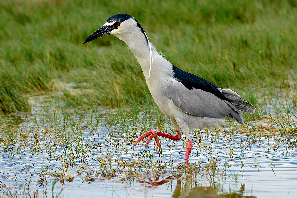 Black Crowned Night Heron 