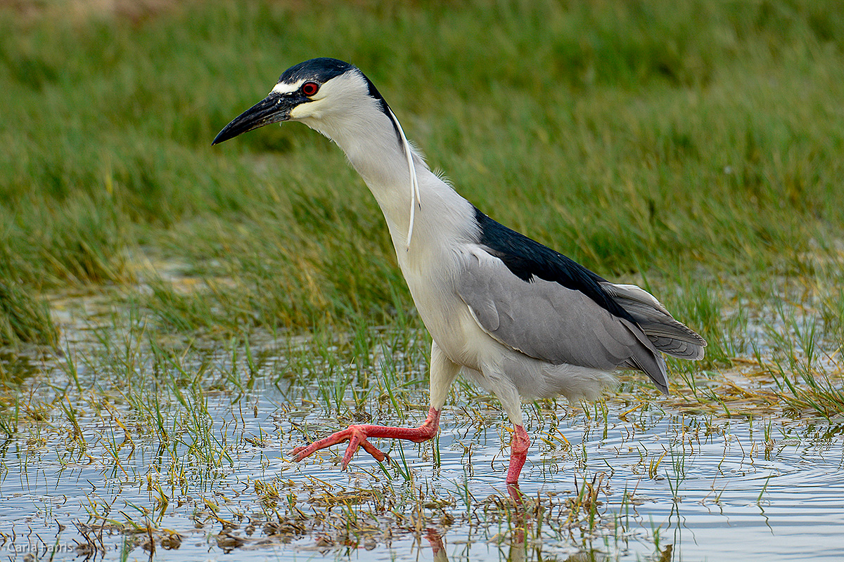 Black Crowned Night Heron 