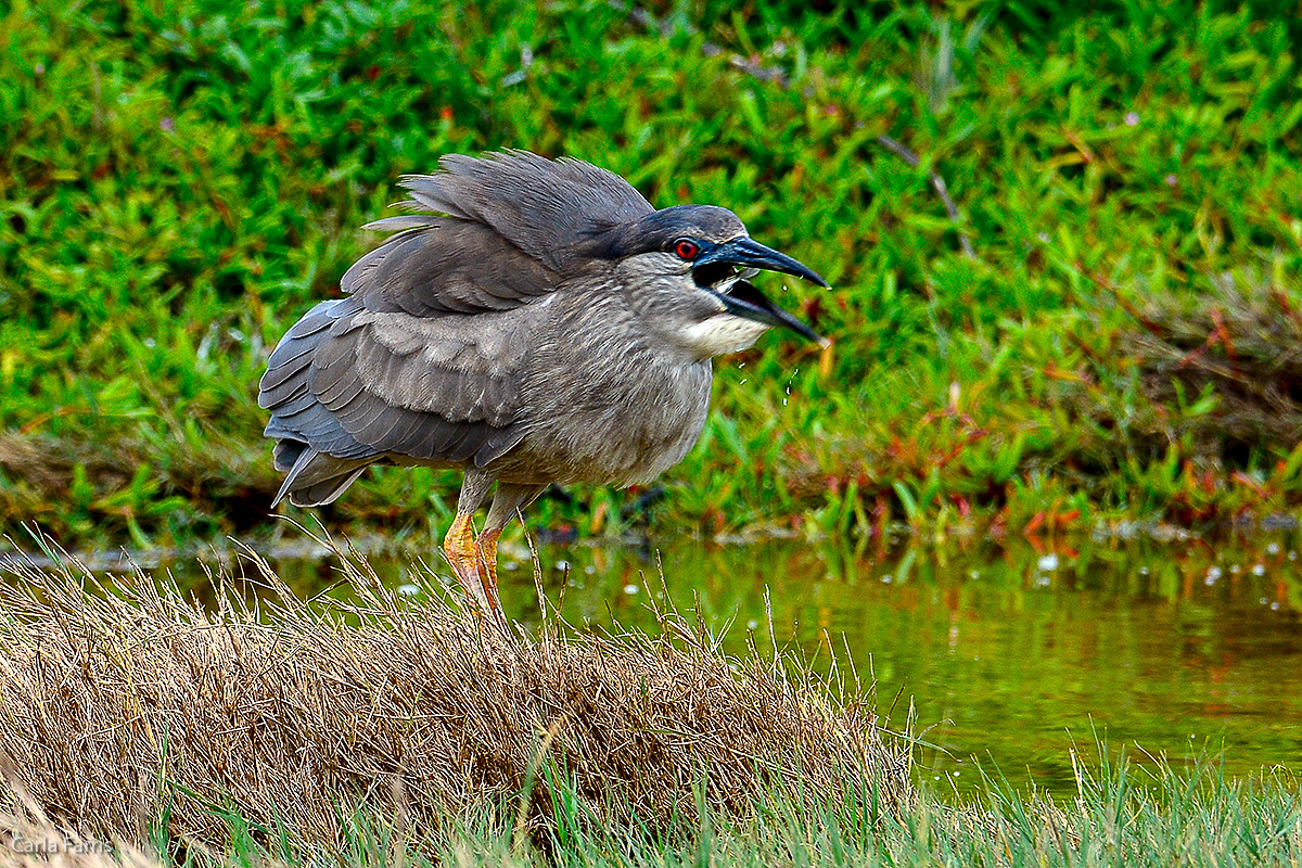 Black Crowned Night Heron 