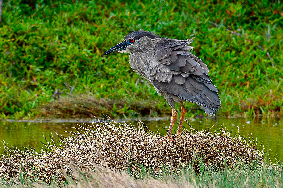 Black Crowned Night Heron 