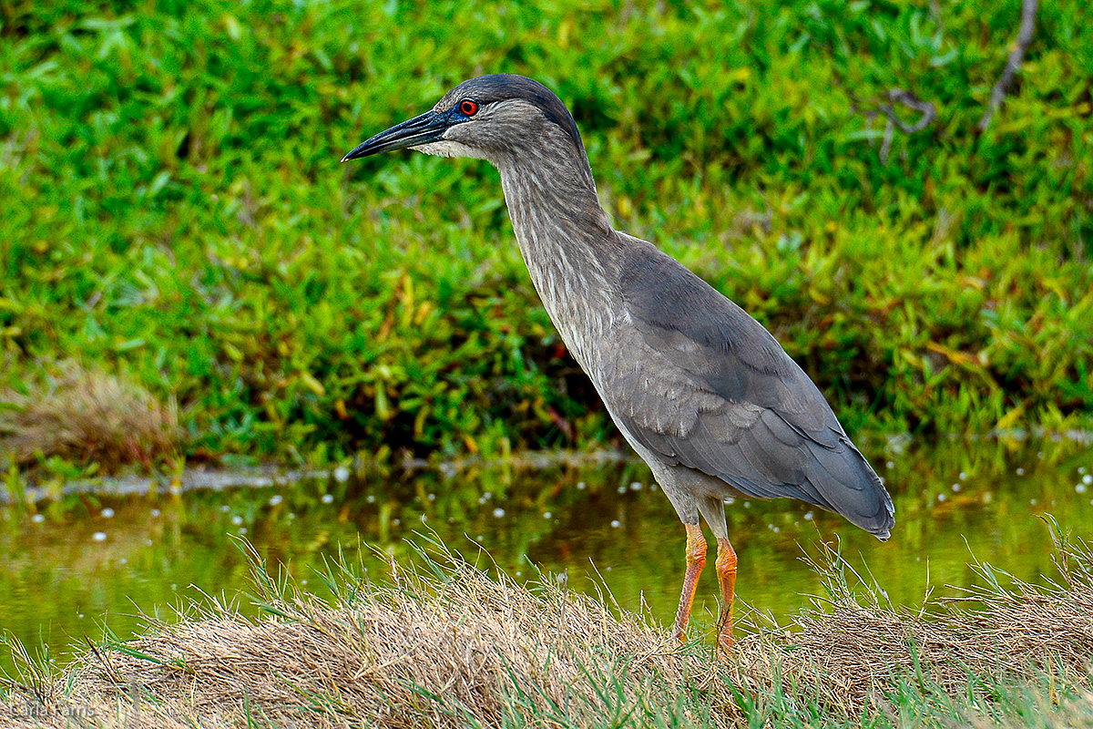 Black Crowned Night Heron 