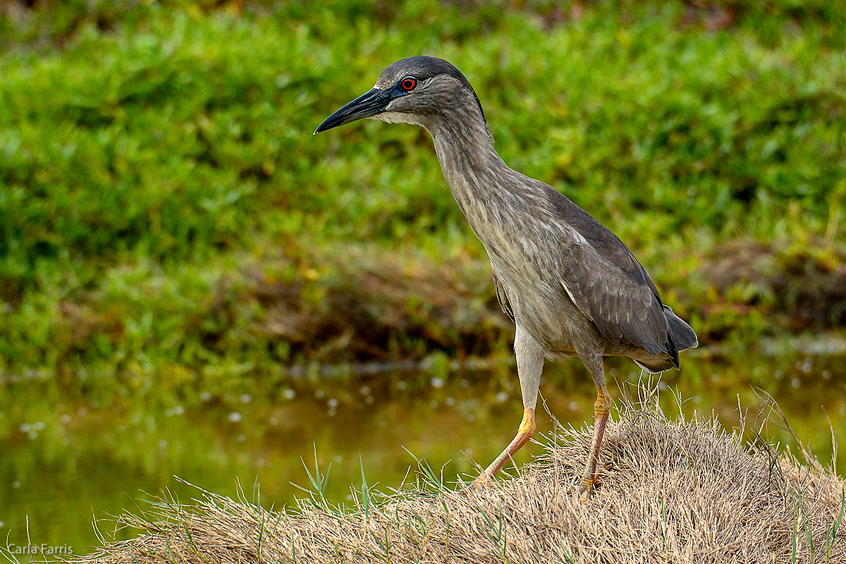 Black Crowned Night Heron 