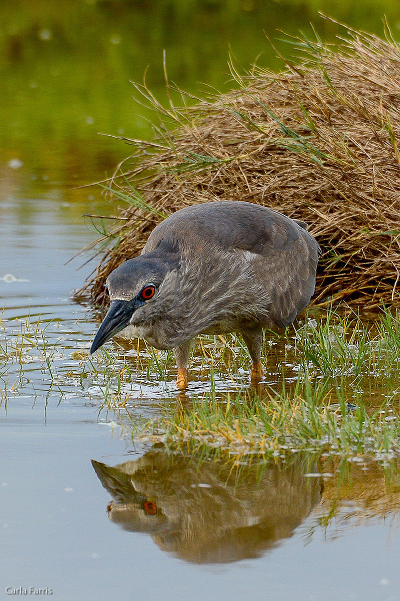 Black Crowned Night Heron 