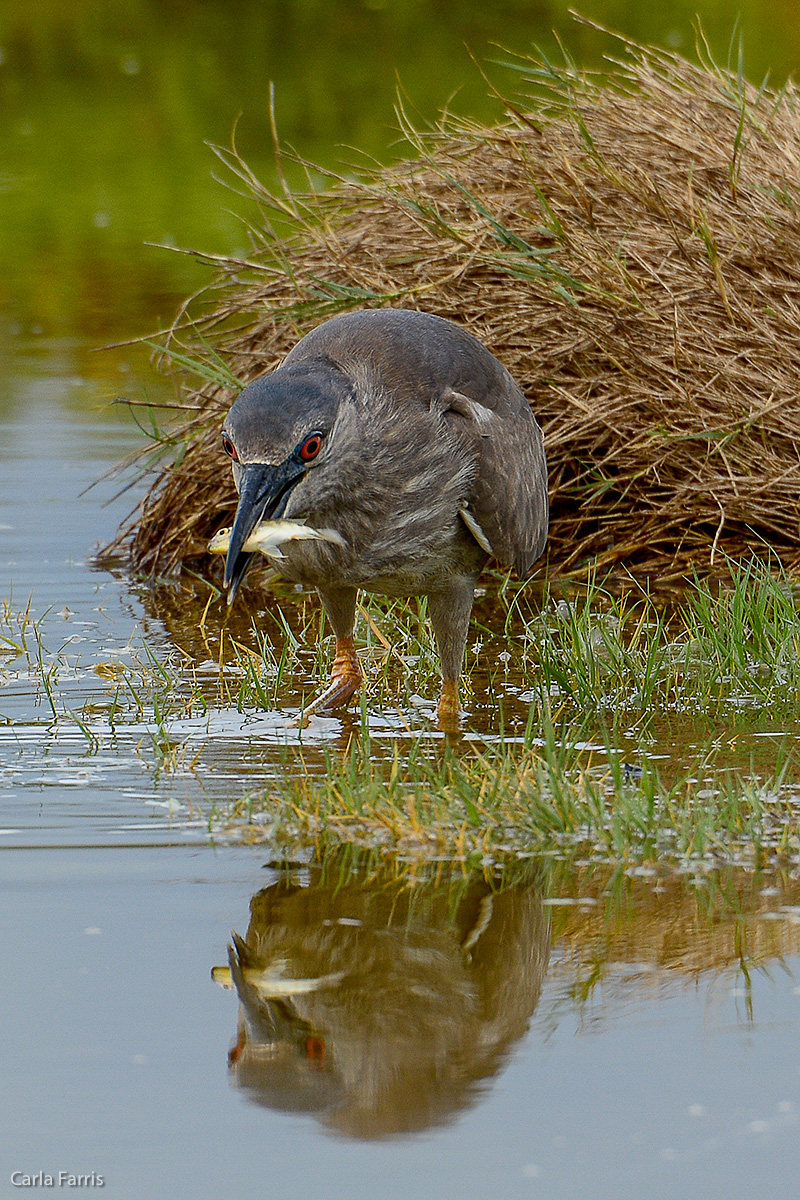 Black Crowned Night Heron 