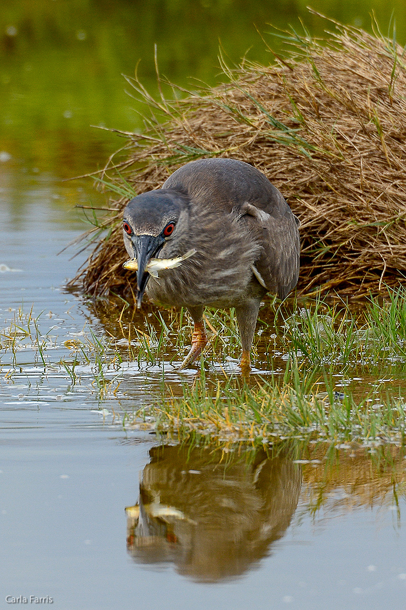 Black Crowned Night Heron 