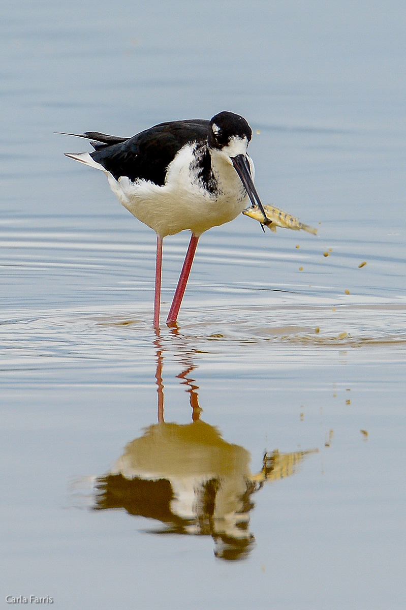 Hawaiian Stilt