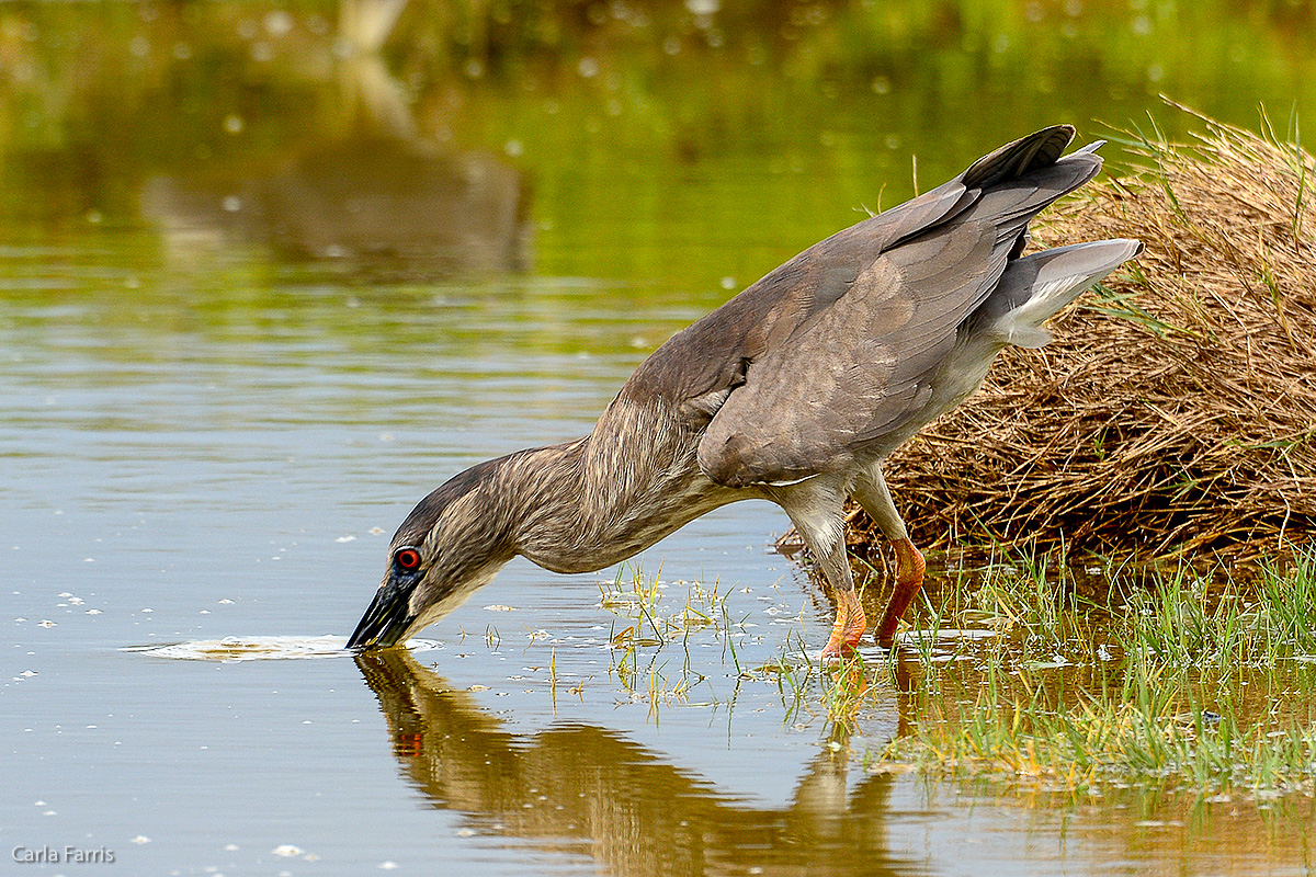 Black Crowned Night Heron 