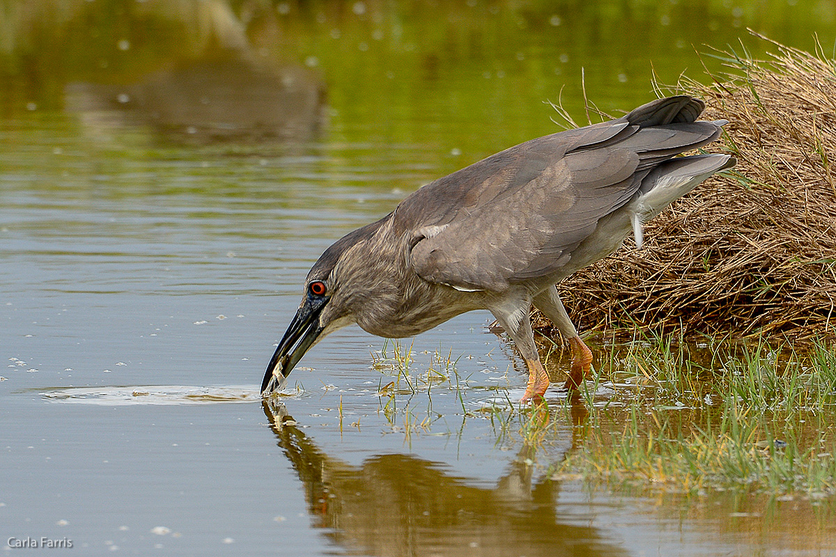 Black Crowned Night Heron 