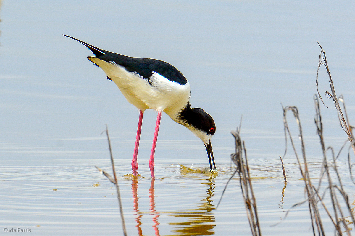 Hawaiian Stilt