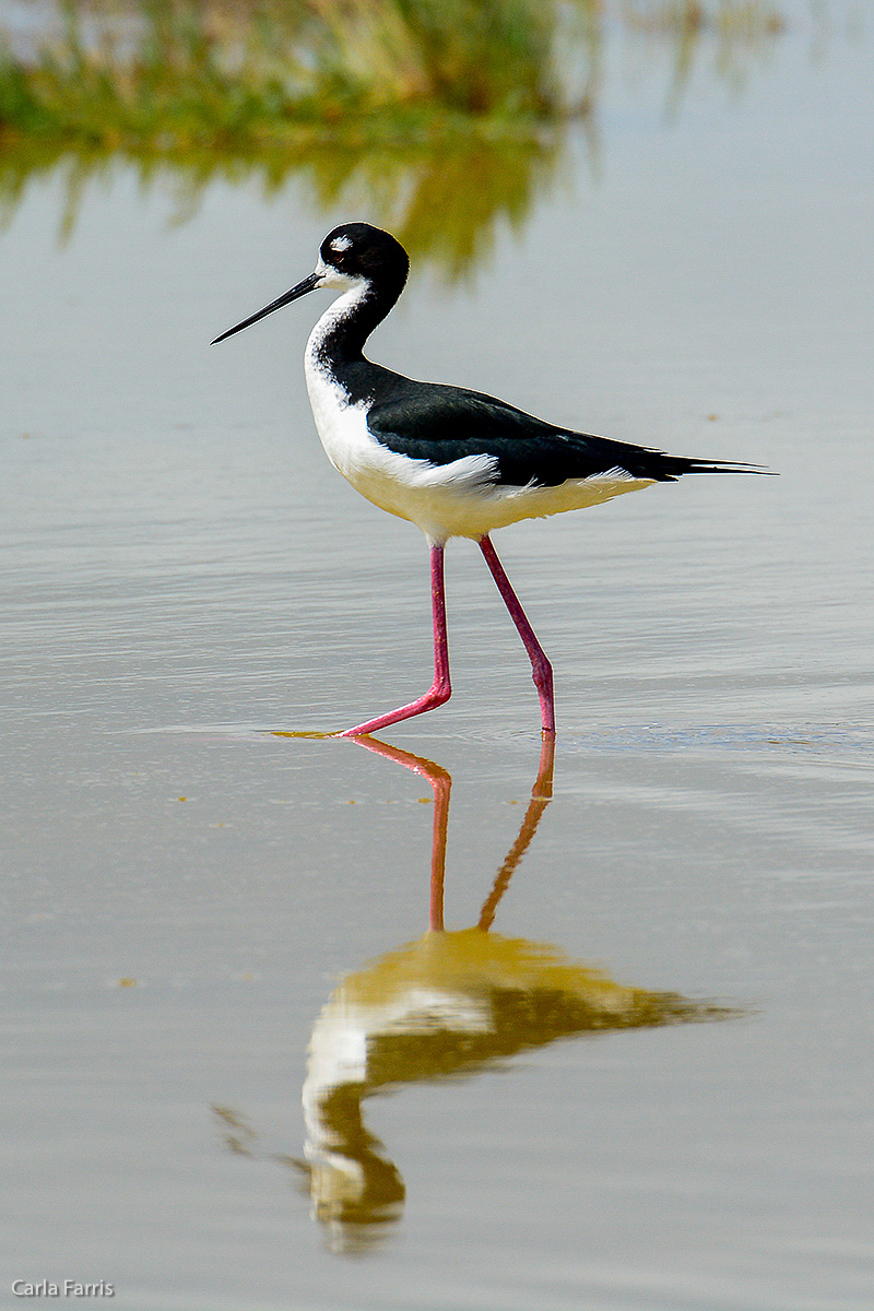 Hawaiian Stilt